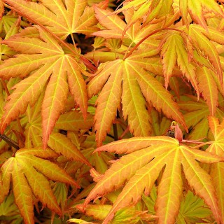 Acer palmatum Orange dream