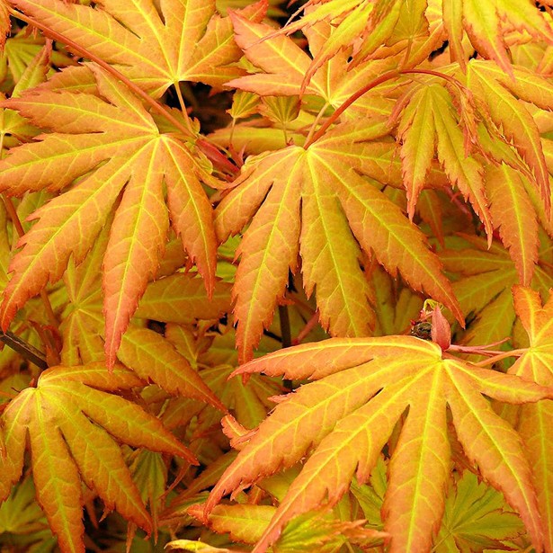 Acer palmatum Orange dream