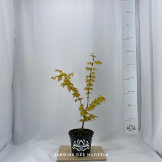 Acer palmatum Orange dream