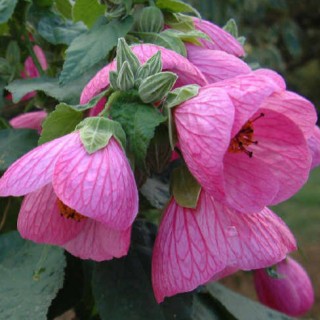 Abutilon hybride neon rose