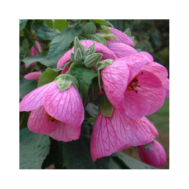Abutilon hybride neon rose
