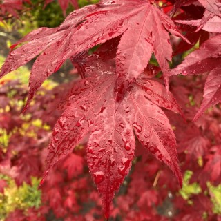 Acer palmatum O kagami