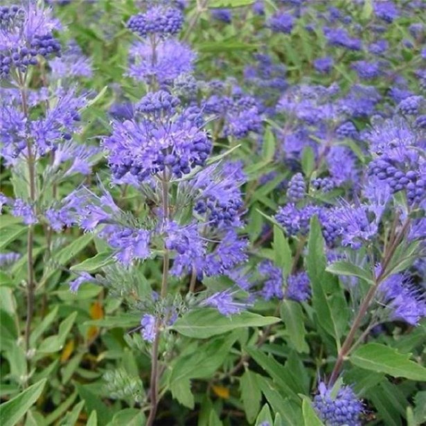 Caryopteris kew blue