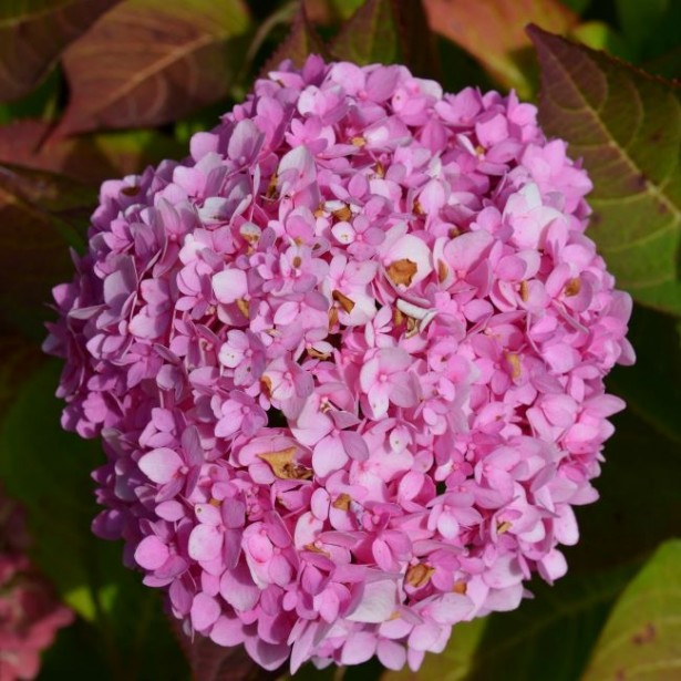 Hydrangea macrophylla stellar pink