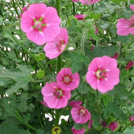 Anisodonthea elegans princess