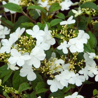 Viburnum plicatum summer snowflake