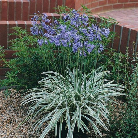 Agapanthus silver moon