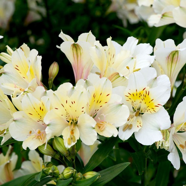 Alstromere summer sky