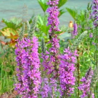 Lythrum salicaria Rose queen