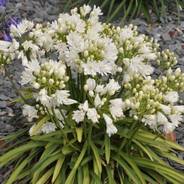Agapanthus double diamond