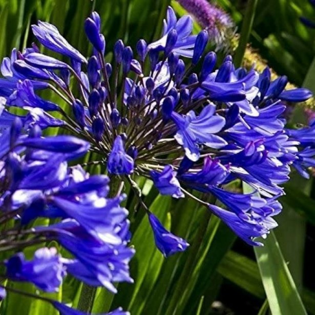 Agapanthus blue jeans