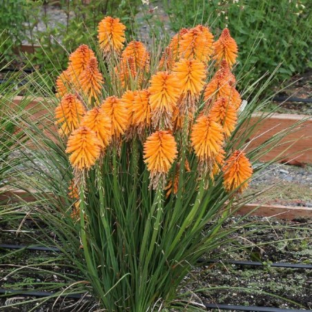Kniphofia poco orange