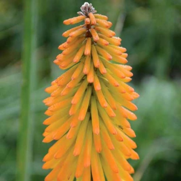 Kniphofia mango popsicle