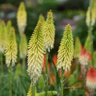 Kniphofia color sky sunglow