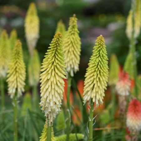 Kniphofia color sky sunglow