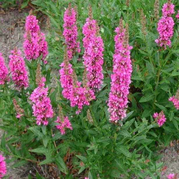 Lythrum salicaria Blush