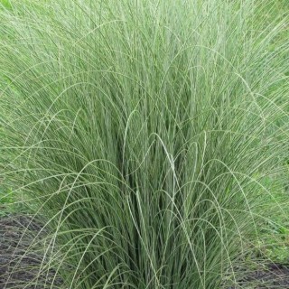 Miscanthus morning light