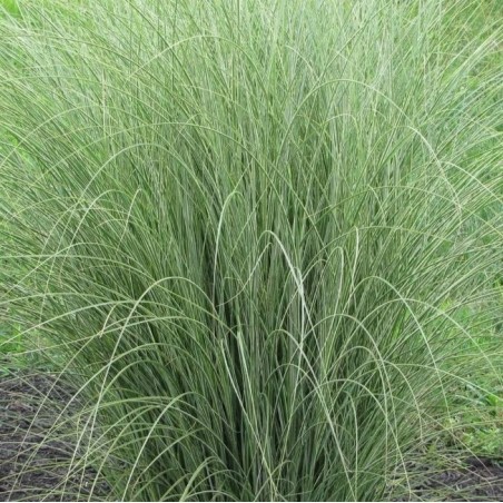 Miscanthus morning light