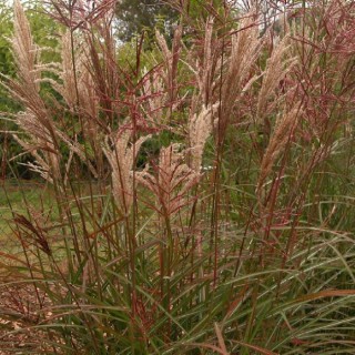 Miscanthus dronning ingrid