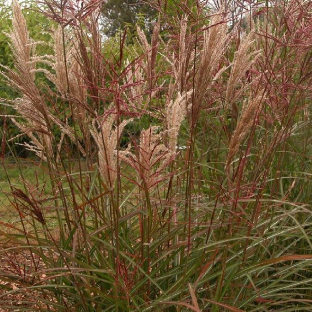 Miscanthus dronning ingrid