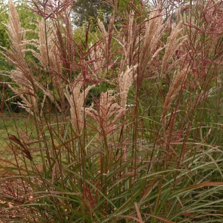 Miscanthus dronning ingrid