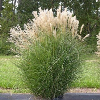 Miscanthus gracillimus