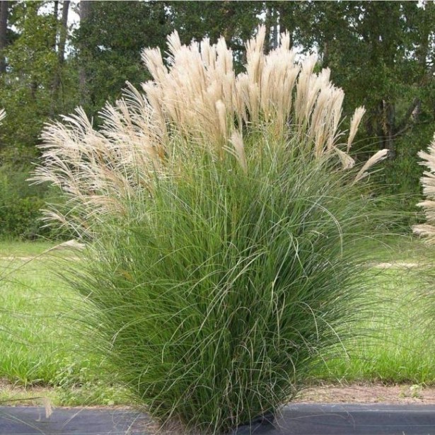 Miscanthus gracillimus