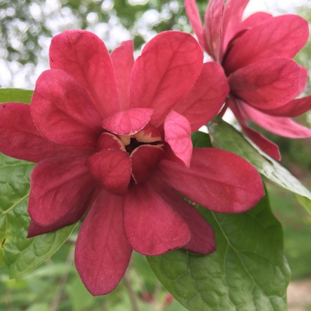 Sinocalycanthus hartlage wine