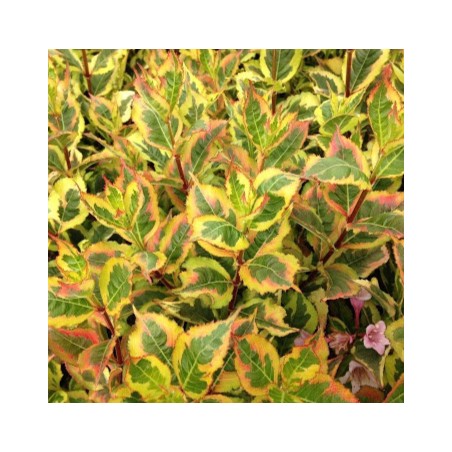 Weigelia magical rainbow