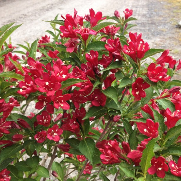 Weigelia florida nain rouge