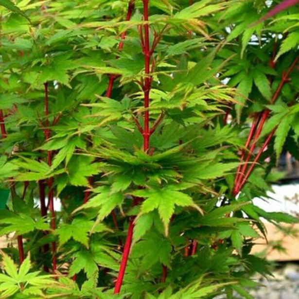 Acer palmatum sangokaku