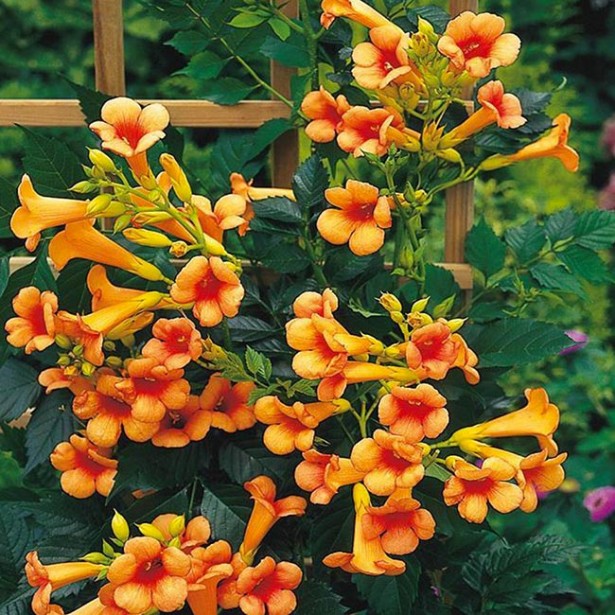 Campsis tagliabuana Indian Summer