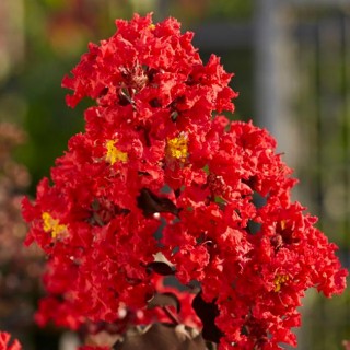 Lagerstroemia indica summer red