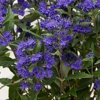Caryopteris grand bleu