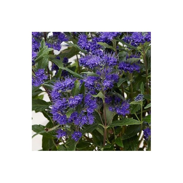 Caryopteris grand bleu
