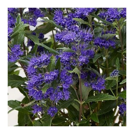 Caryopteris grand bleu