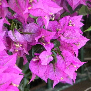 Bougainvillier violet de meze
