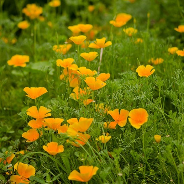 Eschscholzia californica