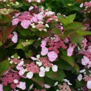 Hydrangea macrophylla dolce gypsy