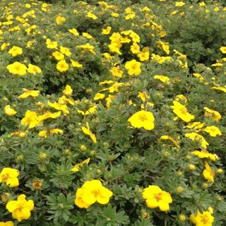 Potentilla goldstar