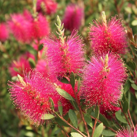 Callistemon hot pink
