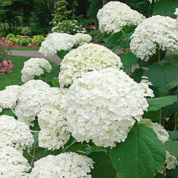 Hydrangea arborescens incrediball