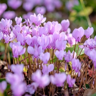 Cyclamen rosenteppich