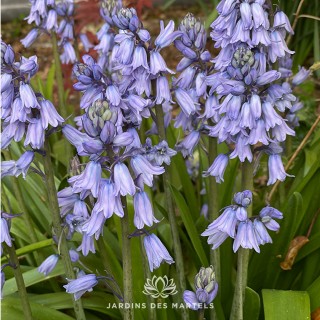 Jacinthoides hispanica