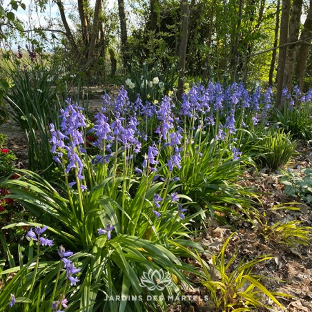 Jacinthoides hispanica