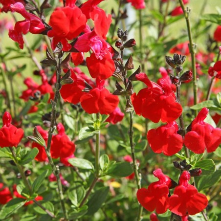 Salvia grahami
