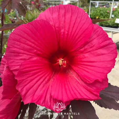 Hibiscus moscheutos Carrousel Pink Passion
