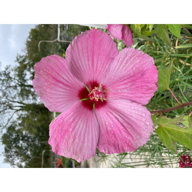 Hibiscus extreme cloudy pink