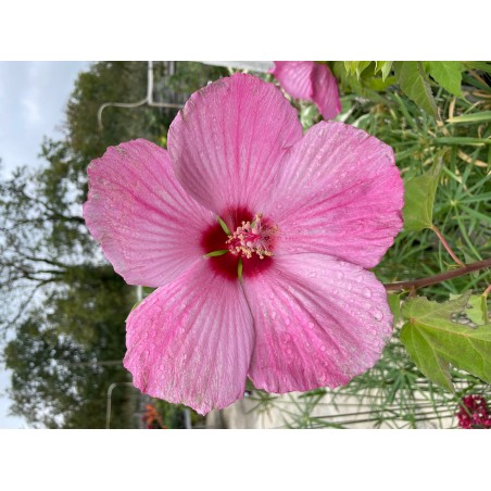 Hibiscus extreme cloudy pink