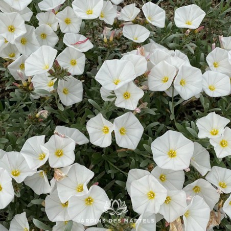 Convolvulus cneorum